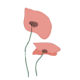 COQUELICOT